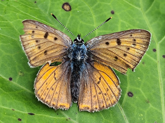 ibolyás tűzlepke - Lycaena alciphron