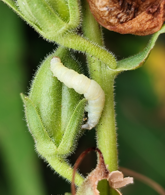 vörössávos törpearaszoló - Eupithecia pyreneata