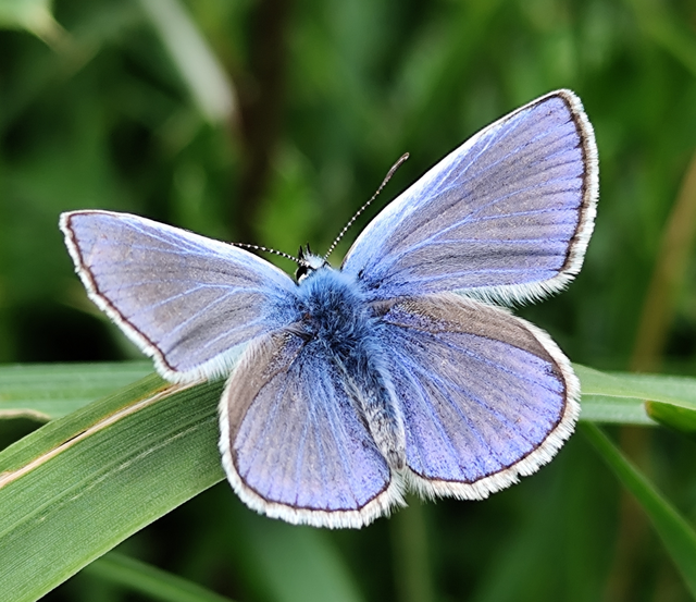 közönséges boglárka - Polyommatus icarus