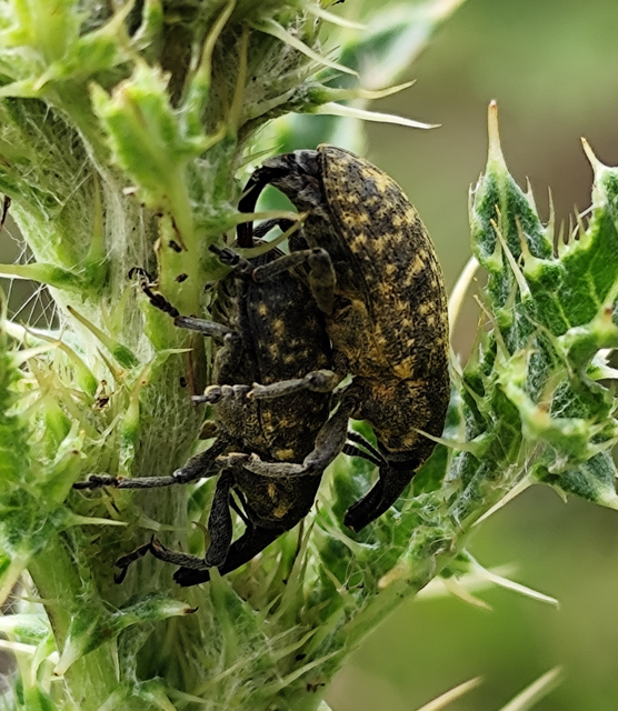 Larinus sturnus - aszat-púderbarkó