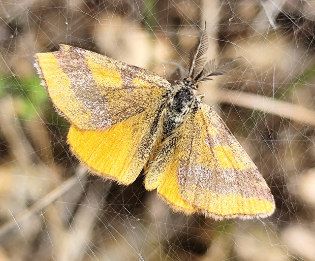 Lythria cruentaria - bíborcsíkos araszoló