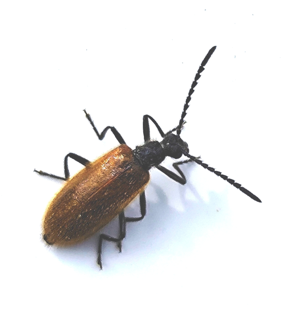 Lagria