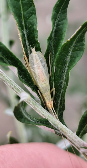 pirregőtücsök - Oecanthus pellucens