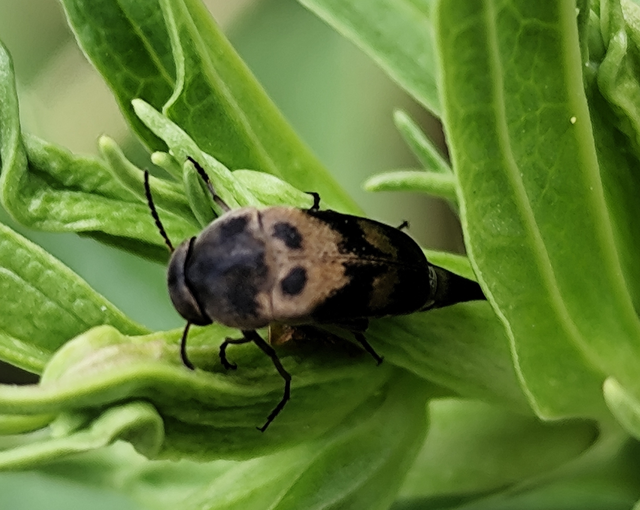 Mordellidae - marókafélék