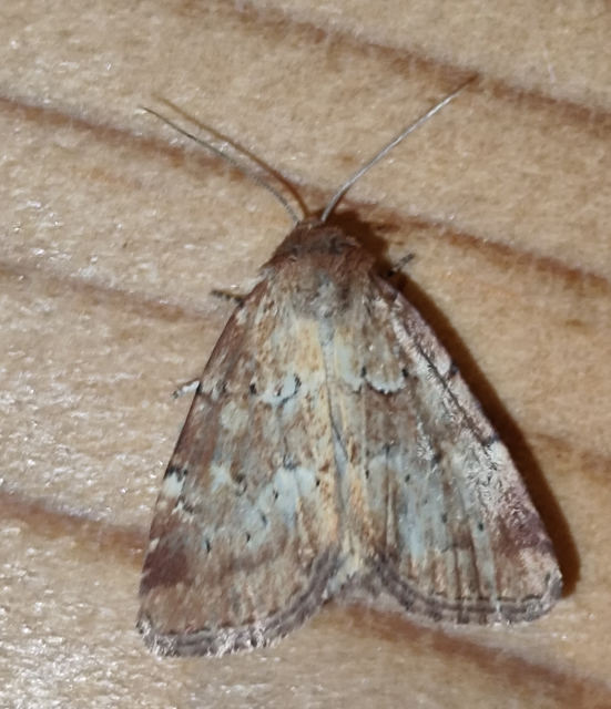 sédbúza-sásbagoly - Photedes minima