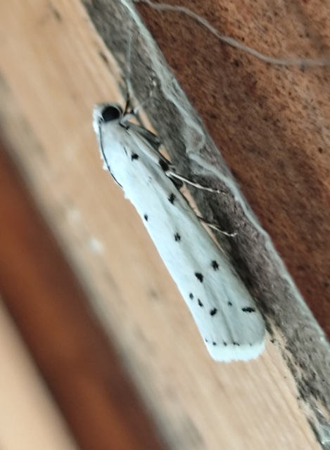 Myelois circumvoluta - pettyes karcsúmoly