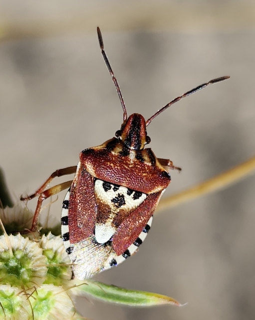 változékony bogyómászó-poloska - Codophila varia