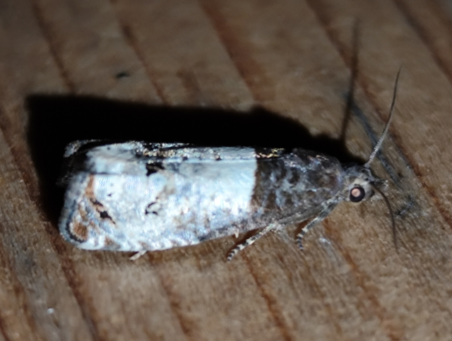 Notocelia roborana - rózsarügy-tükrösmoly