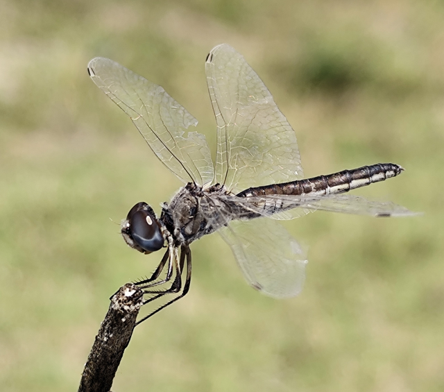 Selysiothemis nigra - vándor árnyszitakötő