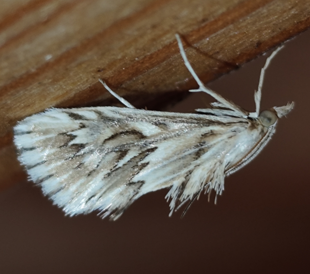 gyakori ciframoly - Cynaeda dentalis