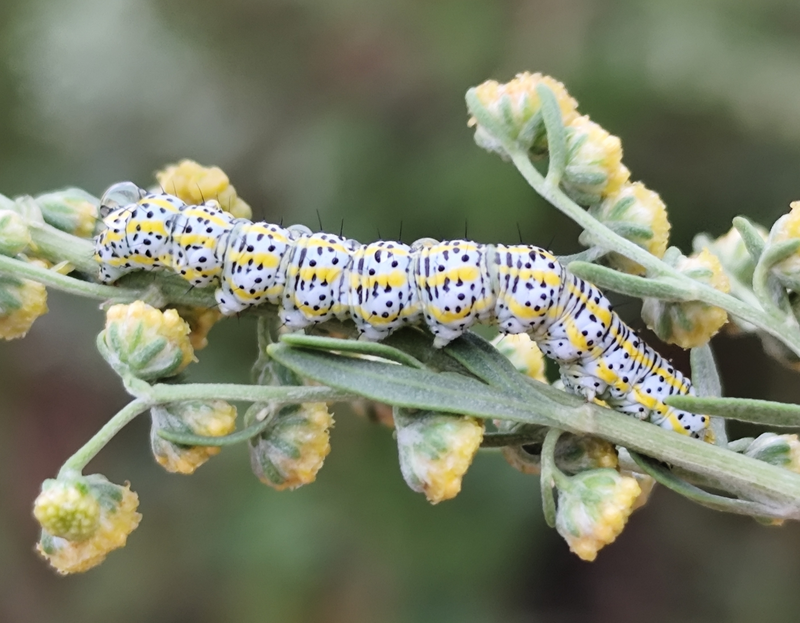 Cucullia tanaceti - vonalkás csuklyásbagoly