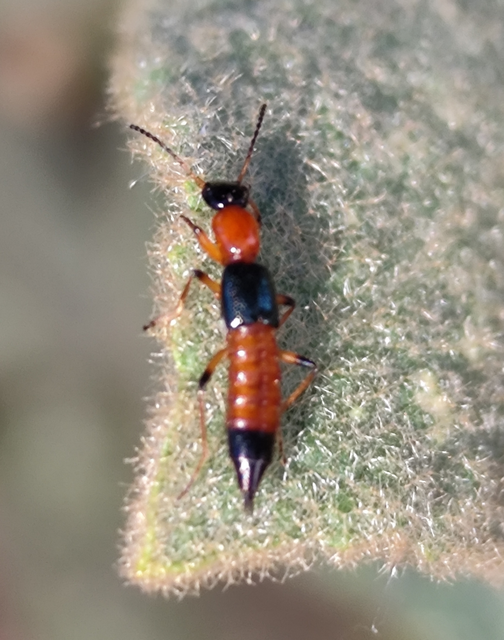 Paederus