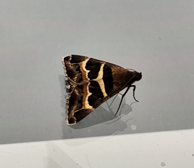 tölgy-porcelánbagoly - Prodotis stolida