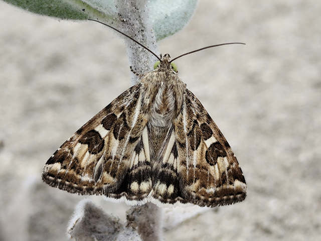 tüskéslábú bagoly - Protoschinia scutosa