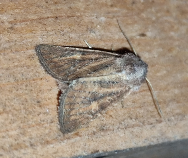 változékony sásbagoly - Photedes fluxa