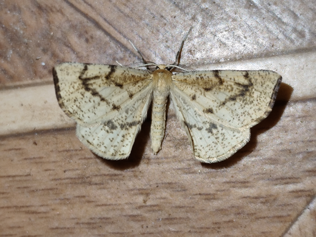 Hypoxystis pluviaria - hegyesszárnyú lápiaraszoló