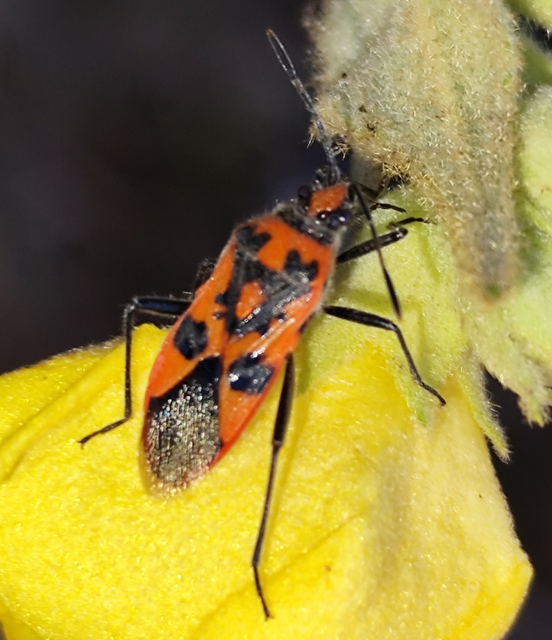 piros karimáspoloska - Corizus hyoscyami