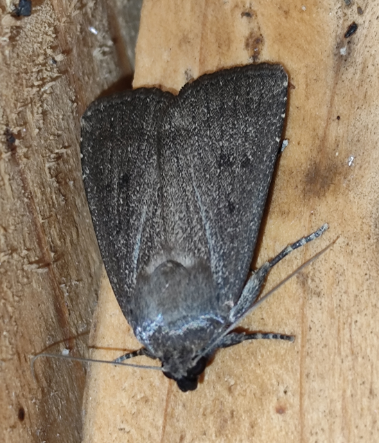 bakszakállbagoly - Amphipyra tragopoginis