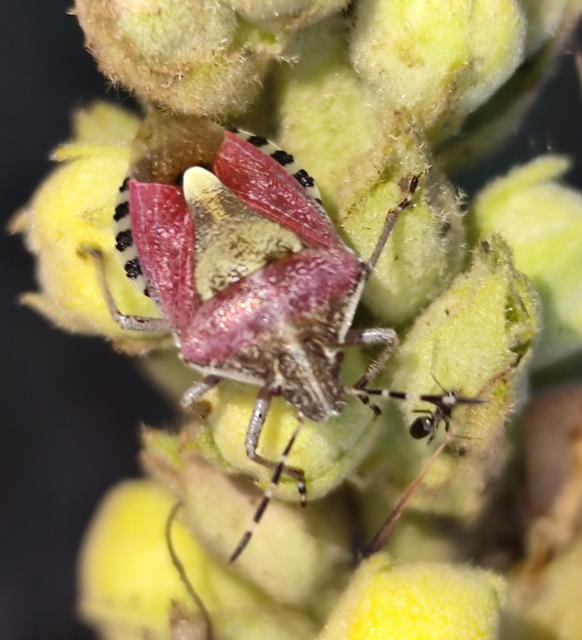 Dolycoris baccarum - közönséges bogyómászó-poloska Dolycoris baccarum - közönséges bogyómászó-poloska