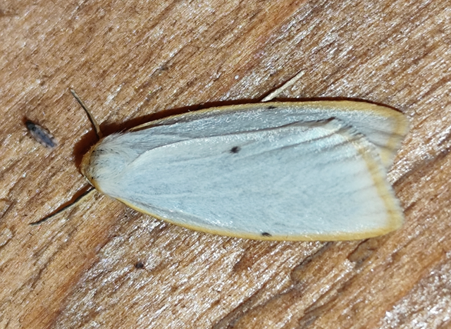 csontszínű molyszövő - Cybosia mesomella