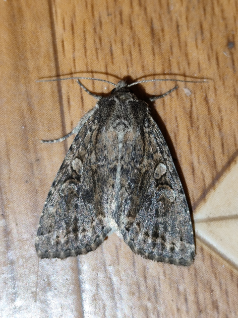 ipszilon-erdeibagoly - Apterogenum ypsillon