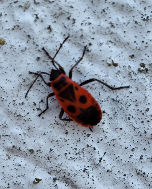 verőköltő bodobács - Pyrrhocoris apterus