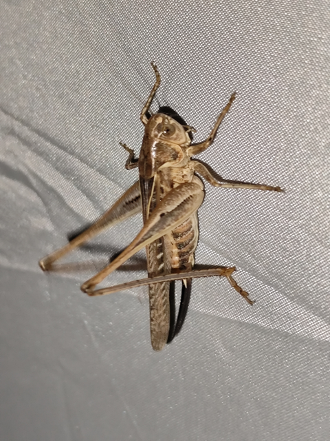 púposhasú rétiszöcske - Platycleis affinis