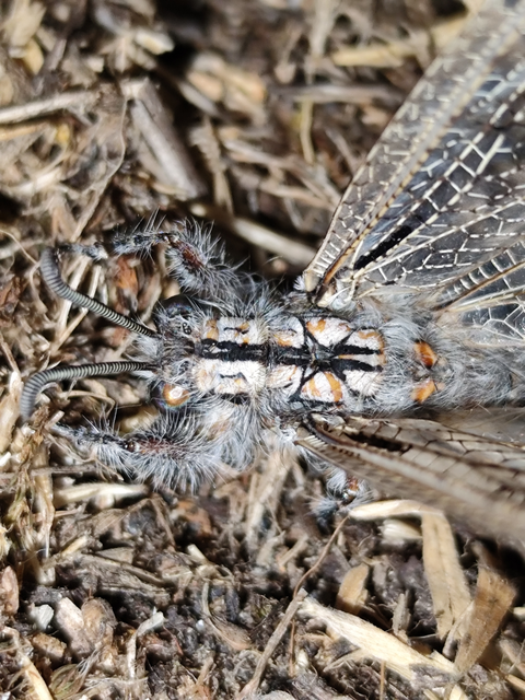 pusztai hangyaleső - Acanthaclisis occitanica