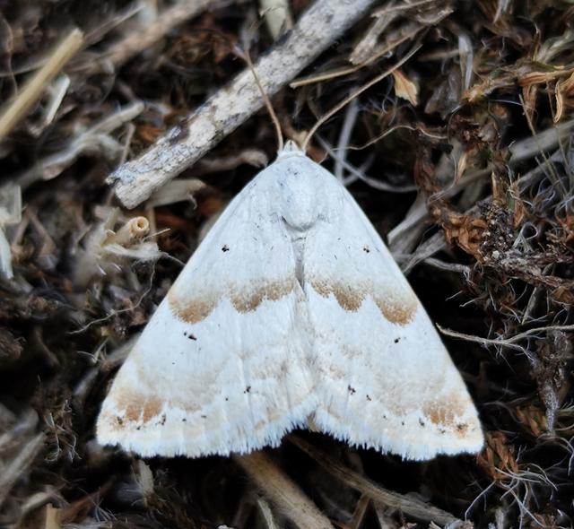 zöldes törpebagoly - Eublemma amoena