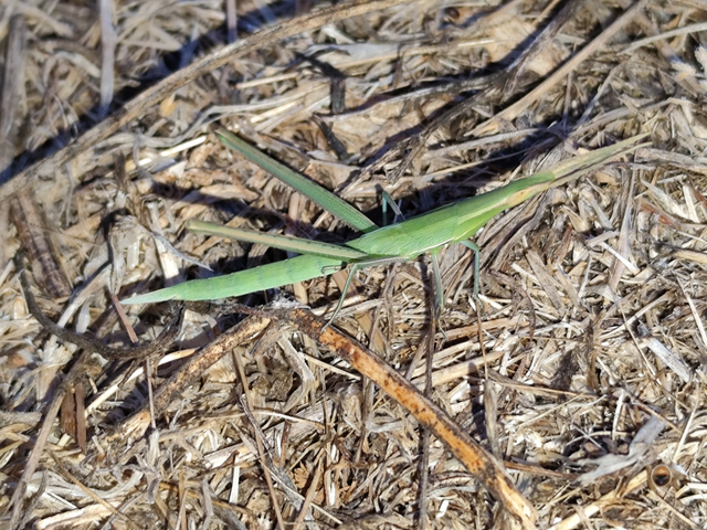 sisakos sáska - Acrida ungarica