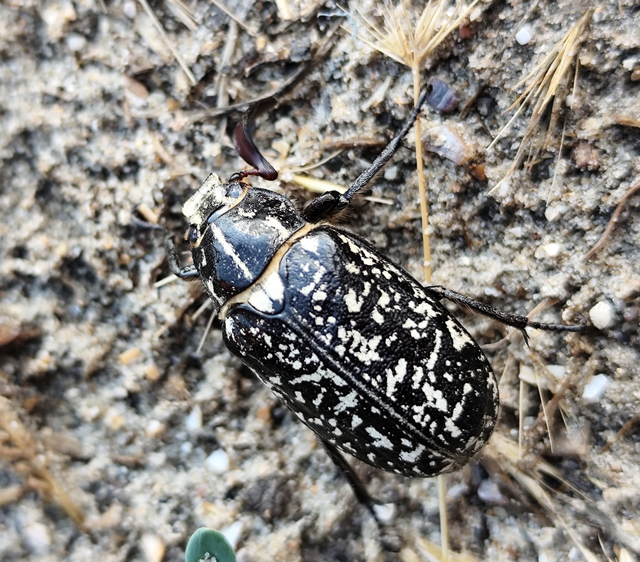 csapó cserebogár - Polyphylla fullo