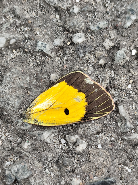 sáfránylepke - Colias croceus