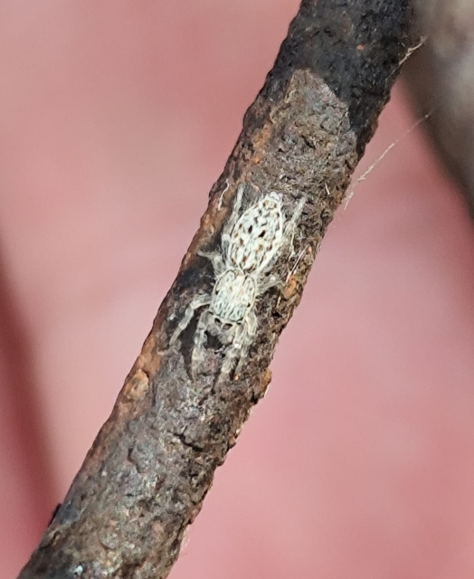 Pseudicius encarpatus - kéregugrópók