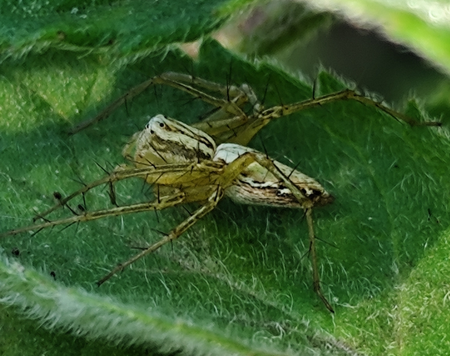 Oxyopes lineatus