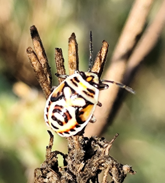 Eurydema Eurydema
