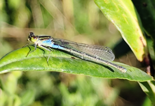 Erythromma viridulum - kis pirosszemű-légivadász