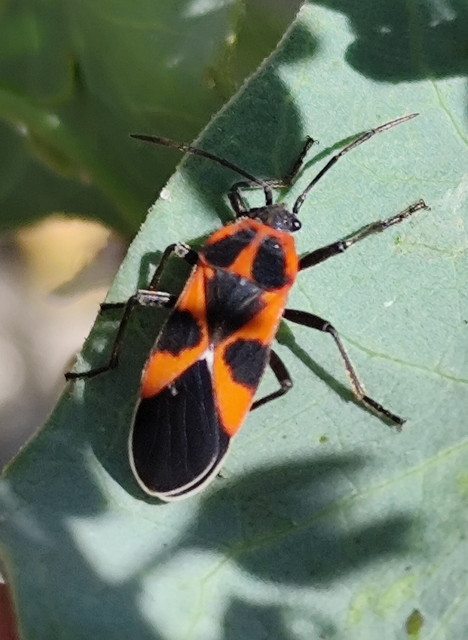 vadpaprika-bodobács - Tropidothorax leucopterus