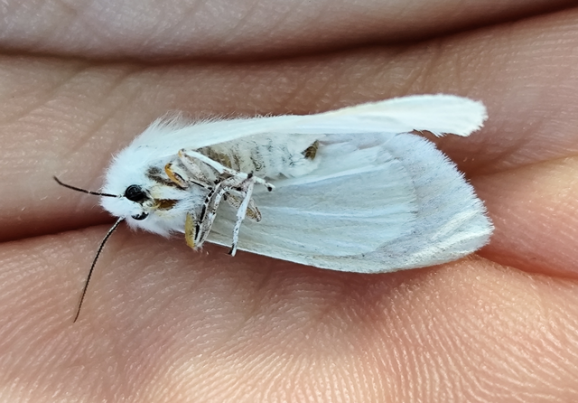 amerikai fehér medvelepke - Hyphantria cunea