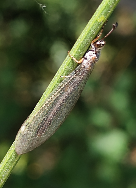 parti hangyaleső - Myrmeleon inconspicuus