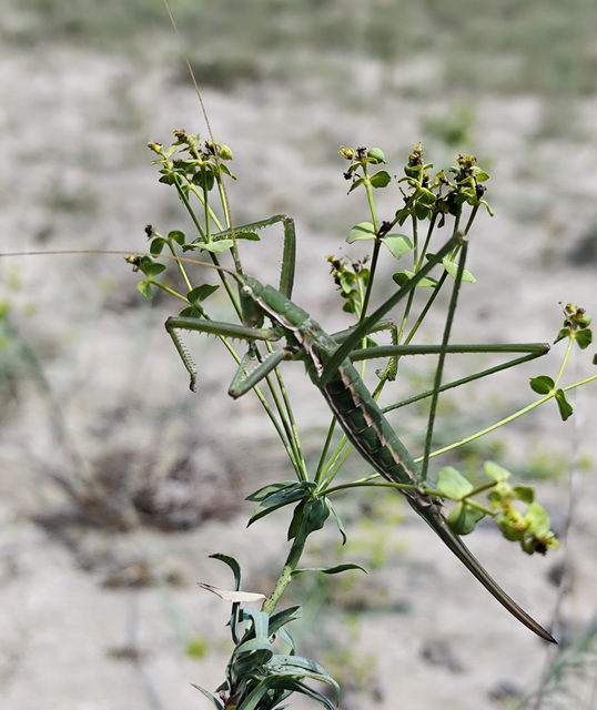 fűrészlábú szöcske - Saga pedo