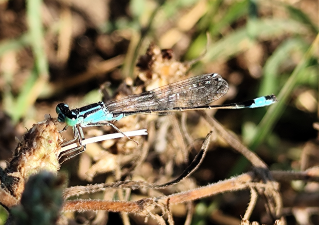 Ischnura elegans pontica - kéköves légivadász