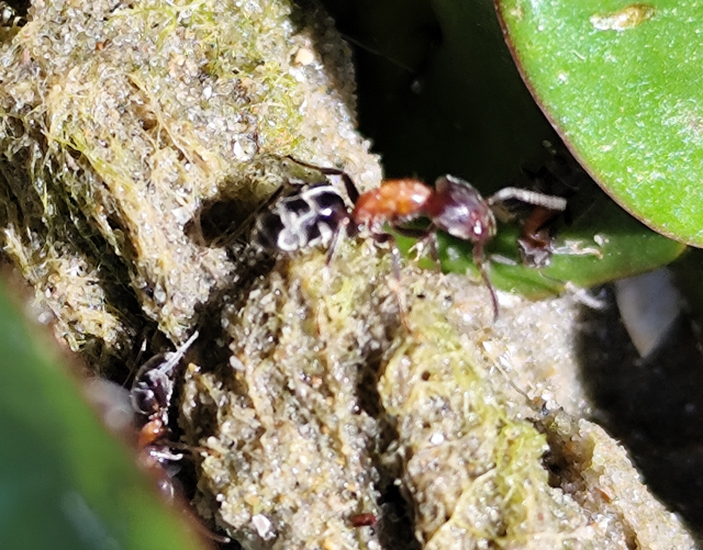 Liometopum microcephalum - tölgyfahangya