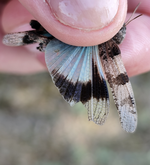 kékszárnyú sáska - Oedipoda caerulescens