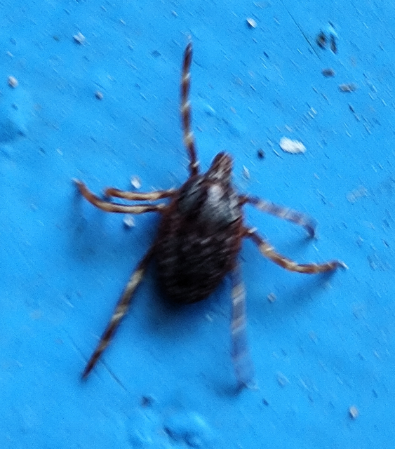Hyalomma