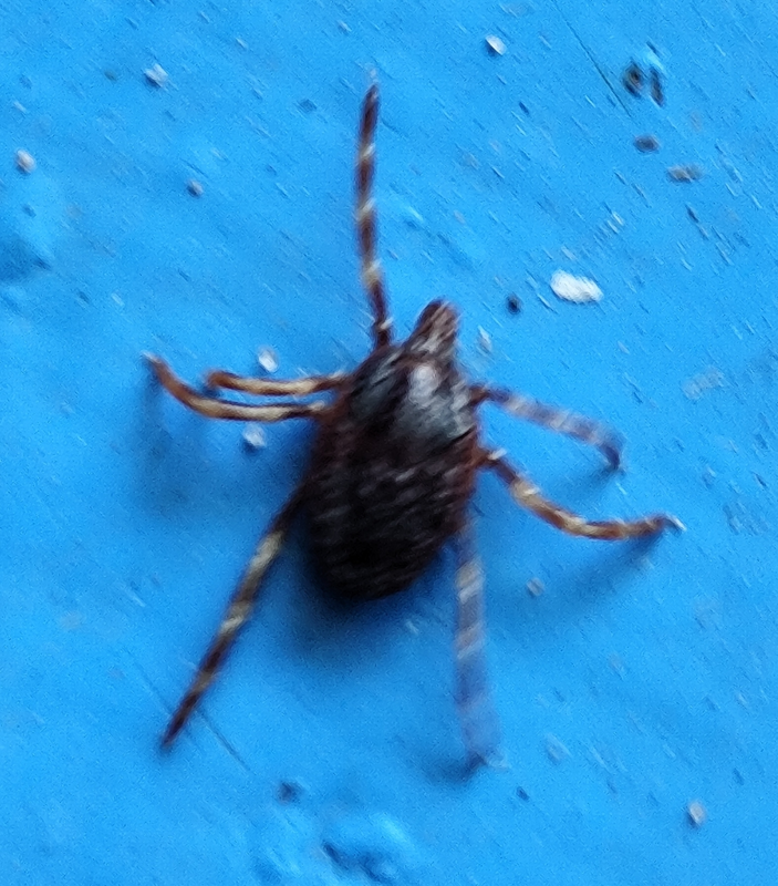 Hyalomma