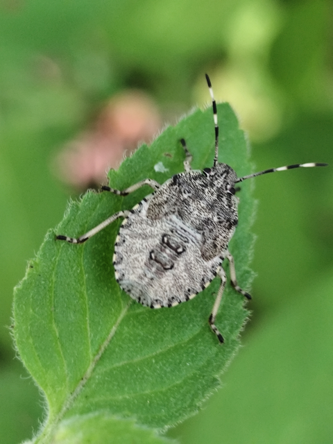 bencepoloska - Rhaphigaster nebulosa