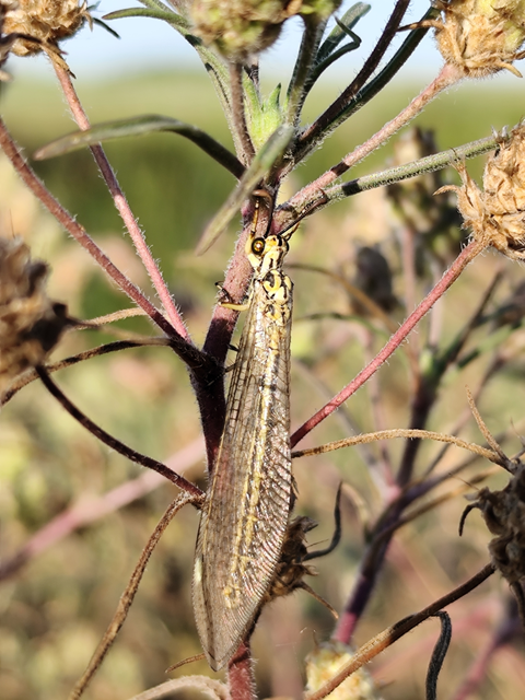 Myrmecaelurus trigrammus - hangyafarkas