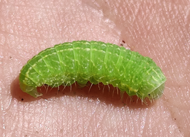 Bena bicolorana - tölgyfa-zöldbagoly