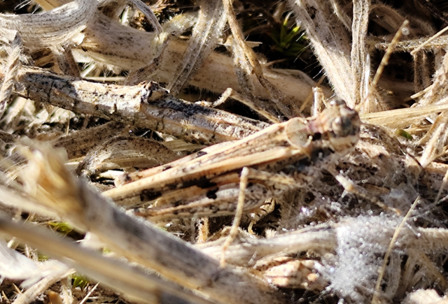 dűnesáska - Acrotylus longipes