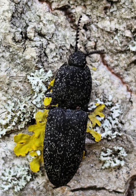 pontozott pikkelyespattanó - Lacon punctatus